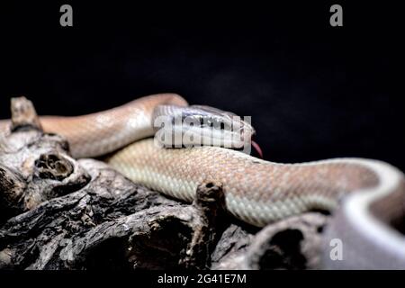 Cave Racer (Elaphe taeniura ridleyi) Stock Photo