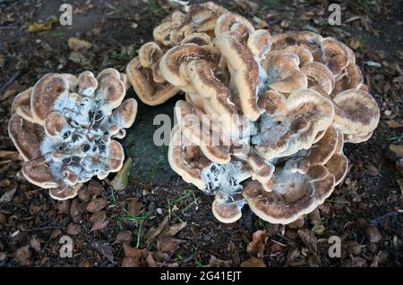 Bracket Fungus Stock Photo