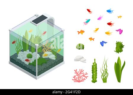 Isometric Goldfish in the Freshwater Aquarium and Set of Aquarium Underwater Elements, Fish, Corals, Green Planted Tropical, Stones Isolated on White Stock Vector