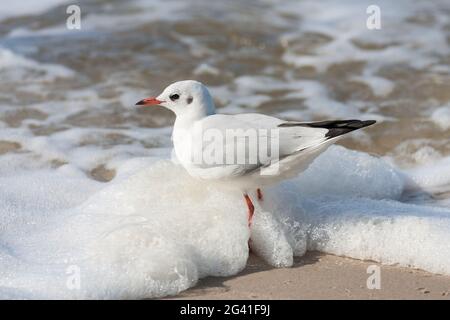Seagull on the beach Stock Photo