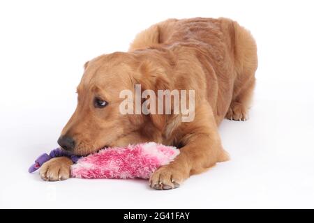 Golden Retriever dog lying on the floor with dog toy Stock Photo