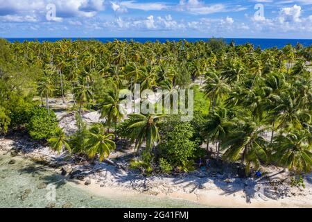 Aerial view of people relaxing on the beach with coconut tree plantation behind them, Avatoru Island, Rangiroa Atoll, Tuamotu Islands, French Polynesi Stock Photo