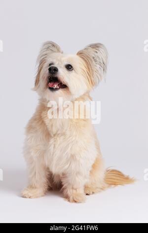 Small mixed breed dog sitting on white background Stock Photo