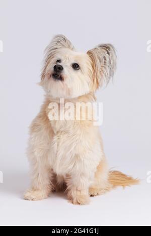 Small mixed breed dog sitting on white background Stock Photo