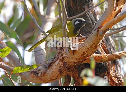 White-eared Honeyeater (Nesoptilotis leucotis leucotis) adult perched in tree Girraween NP, Queensland, Australia        January Stock Photo