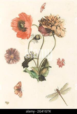 Three poppies, two butterflies, a fly and a dragonfly. This print is part of an album. Stock Photo