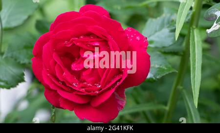 Close-up of bright pink rose head with water droplets Stock Photo
