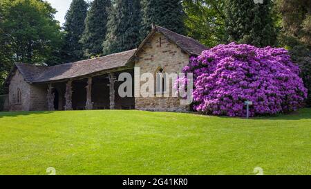 Rhododendron in bloom with flowers Stock Photo