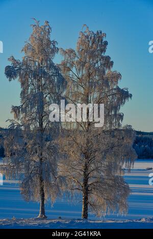 Two birch trees full of hoarfrost in winter by the lake, Slagnäs, Lapland, Sweden Stock Photo