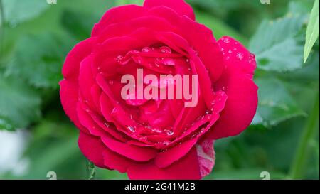 Close-up of bright pink rose head with water droplets Stock Photo