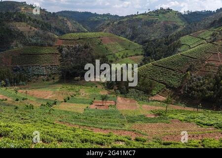 Tea plantations on the hillside, near Mudasomwa, Southern Province, Rwanda, Africa Stock Photo