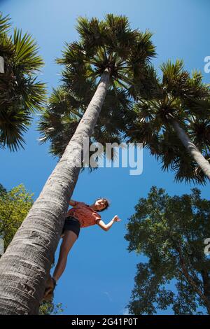 Young woman leans from trunk of a coconut tree and waves, Andong Russei, Kampong Chhnang, Cambodia, Asia Stock Photo