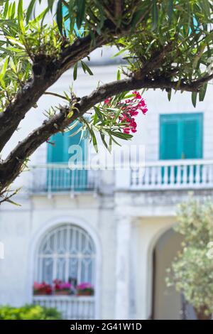 Detail of Oleander and colorful shutters in the background in Capri, Italy Stock Photo