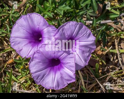 Mallow-leaved bindweed (Convolvulus althaeoides) Stock Photo