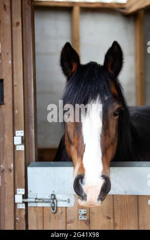 Portrait of a bay horse with a white blaze looking over a stable door, ears pricked. Stock Photo