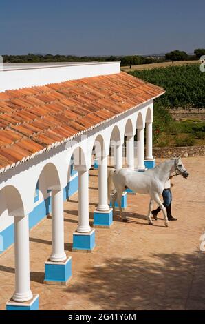 A man leads a white horse from the stables at a farm in Alentejo, in Portugal Stock Photo