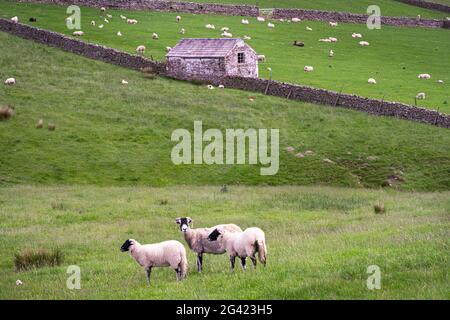 Three sheep, white with a black face, with horns, in a field with a whitewashed barn and dry stone walls typical of the Upper Teesdales, County Durham Stock Photo