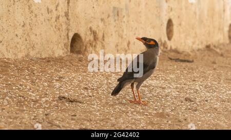 Bank myna bird looking behind to rotate head in aggressive Stock Photo