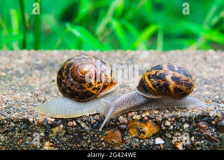 Close up view of two snails Stock Photo