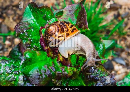 Snail crawling on a salad Stock Photo