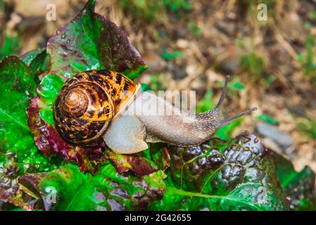 Snail on salad leaves Stock Photo