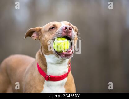 A playful Retriever x Pit Bull Terrier mixed breed dog holding a ball in its mouth Stock Photo