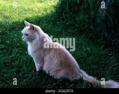 Full grown domestic longhaired male cat sitting in grass Stock Photo