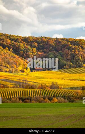 Vineyards in the southern Steigerwald, Weinparadiesscheune, Weinparadies, Bullenheim, Reusch, Middle Franconia, Franconia, Bavaria, Germany, Europe Stock Photo