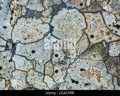 Crustose white lichen with black spots on seashore rocks, detail, North Devon, UK. Stock Photo