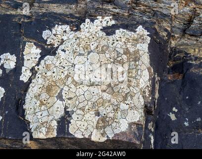 Crustose white lichen with black spots on seashore rocks, North Devon, UK.