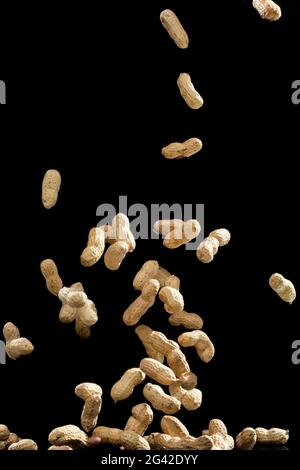 Realistic freeze motion of flying peanuts on black background. Stock Photo