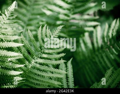 Fern leaf close up with selective focus. Natural background from fern leaves.