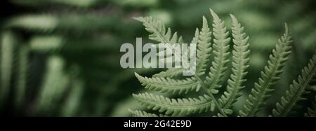 Natural background from fern leaves, banner. Fern leaf close up with selective focus