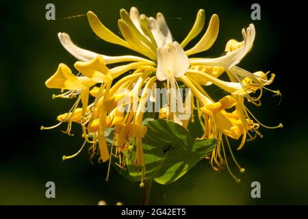 Yellow Honeysuckle Lonicera 'Graham Thomas', Lonicera periclymenum 'Graham Thomas' Stock Photo