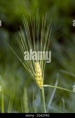 Ear of immature wheat growing in a field near East Grinstead Stock Photo