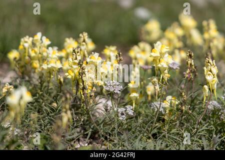 Common toadflax, yellow toadflax or Butter and Eggs (Linaria vulgaris Mill.) growing on the South Downs near Alfriston, East Sus Stock Photo