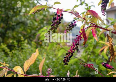 Pokeweed (Phytolacca americana ) berries ripening in San Pellegrino Italy Stock Photo