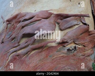 closeup of the red peeling bark on a tree trunk Stock Photo