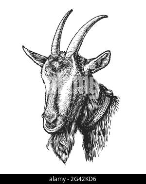 Hand drawn sketch head of goat. Farm animal in vintage engraving style. Vector illustration Stock Vector