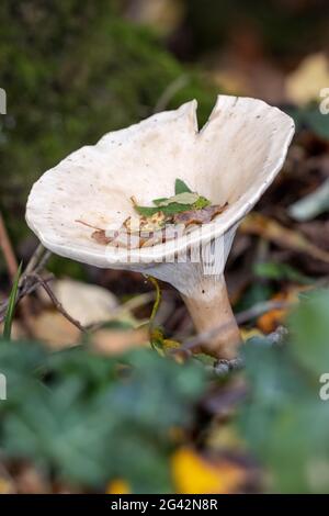 Trooping Funnel (Clitocybe geotropa) long stemmed mushroom Stock Photo