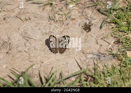 Speckled Wood Butterfly (Pararge aegeria) resting on the earth in the spring sunshine Stock Photo