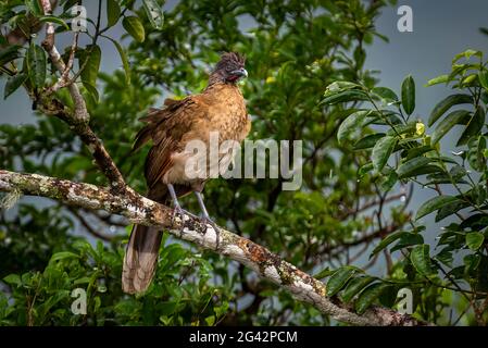 grey-headed chachalaca perched on a tree Stock Photo