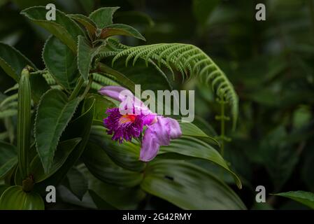 Tropical purple sobralia orchid with lush green rain forest background Stock Photo