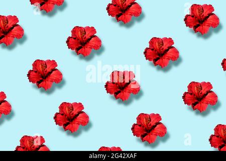 Top view of a trendy pop art pattern of a hibiscus flower. Flat lay Stock Photo