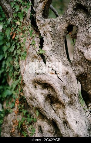 Close-up of the texture of the olive tree bark. Stock Photo