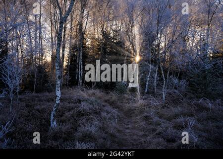 Autumn morning in the moorland on the Staffelsee, Uffing, Blaues Land, Garmisch-Partenkirchen district, Upper Bavaria, Bavaria, Germany, Europe Stock Photo