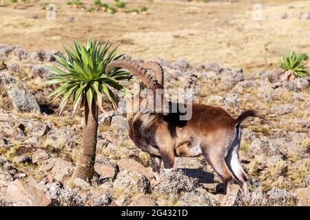 Rare Walia ibex in Simien Mountains Ethiopia Stock Photo