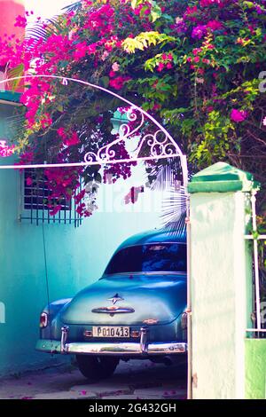 Classic car parked under bougainville tree