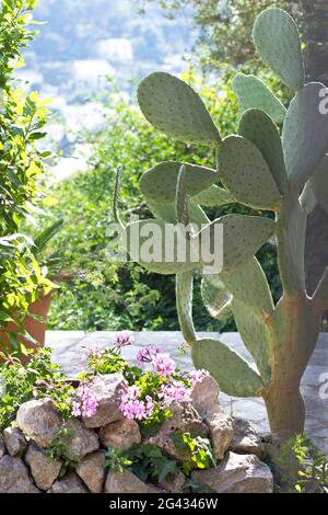 Cactus and flowers by the roadside in Capri, Italy Stock Photo