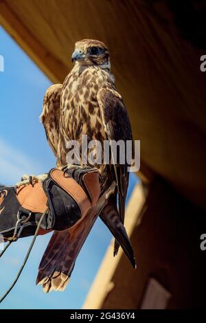 Falcon hawk bird sitting on falconers hand during show Stock Photo